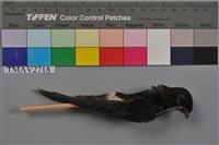 藏品(小雨燕)的圖片